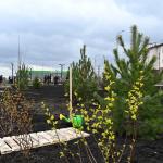 В Уфе появились новые зеленые аллеи