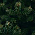 Где можно будет купить ёлку?