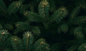 Где можно будет купить ёлку?