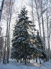В Уфе начали устанавливать елки