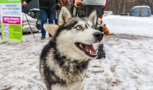 Ищу человека 