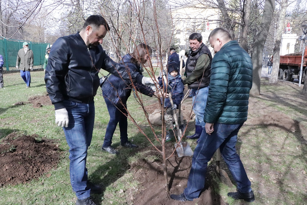 Дедушка посадил дерево 54. Озеленение улиц посадка деревьев. Уфа посадка деревьев. Уборка в парке Якутова. Высадили липы Москва.